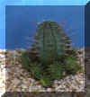 euphorbia_ferox.JPG (24525 byte)