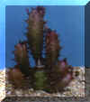 euphorbia_hermetiana_rubra.JPG (25342 byte)