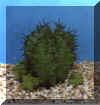 euphorbia_horrida.JPG (28179 byte)