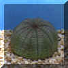 euphorbia_obesa.JPG (24450 byte)
