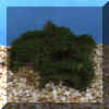 euphorbia pugniformis.JPG (26196 byte)