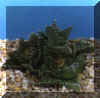 faucaria_tubercolosa.JPG (25924 byte)