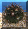 ferocactus_latispinus.JPG (31475 byte)