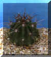 ferocactus_stainesii.JPG (28948 byte)
