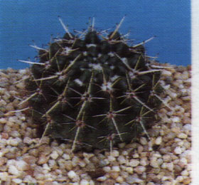 Notocactus haselbergii"