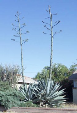 Amerikanische Agave