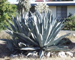 Amerikanische Agave - Agave americana