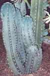 Cereus peruvianus"