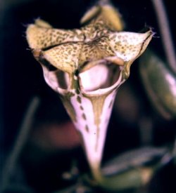 Leuchterblumen