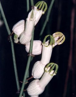 Leuchterblumen