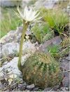 Echinopsis eryesii"
