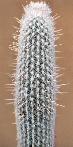 Espostoa