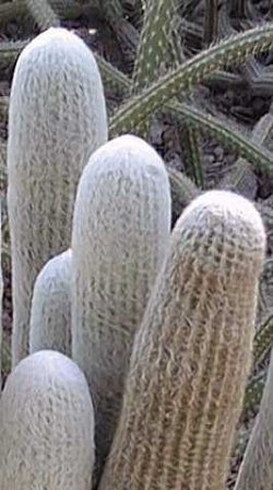 Espostoa