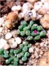 Frithia pulchra"