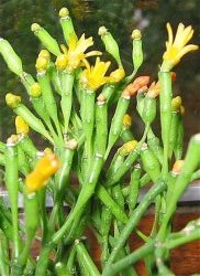  - Hatiora salicornioides