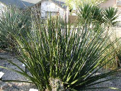 Red Yucca