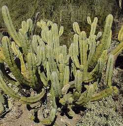 Heidelbeerkaktus - Myrtillocactus geometrizans