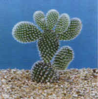 Opuntia"