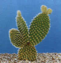 opuntia_microdasys_v_small.JPG