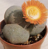 pleiospilos%20nelii.jpg
