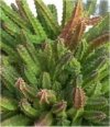 Stapelia flavirostris"