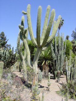 Stetsonia