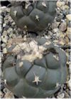 Turbinicarpus"