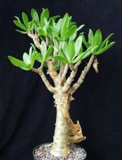 Tylecodon