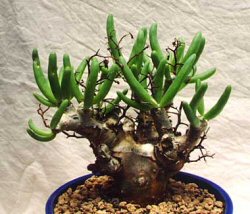 Tylecodon - Tylecodon reticulata