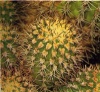 Succulente Acanthocalicium