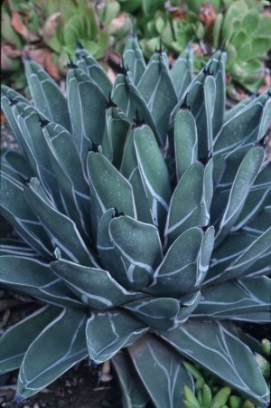 Agave
