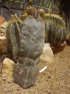 astrophytum myriostigma.jpg (613114 byte)