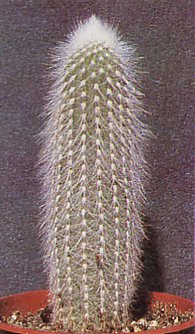 Cleistocactus - Cleistocactus strausii
