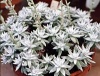 Dudleya pulverulenta"