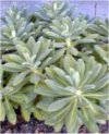 Euphorbia griffithii"