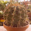 Ferocactus herrerae"