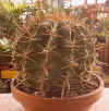 Ferocactus herrerae"