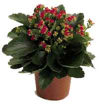 Kalanchoe gastonis-bonnieri"