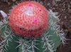 Melocactus communis"