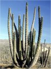 Pachycereus pringlei"