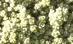 Fetthennen - Sedum acre
