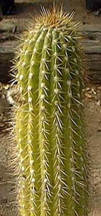 Echinopsis - Trichocereus bridgesii