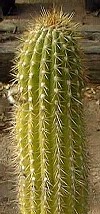 Trichocereus bridgesii"