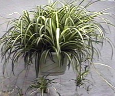 chlorophytum.jpg