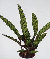 קלתאה Calathea