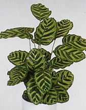 קלתאה Calathea