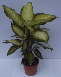 Dieffenbachia