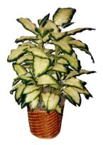 Dieffenbachia