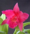 Piante Appartamento: le Orchidee