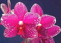  Piante d'appartamento - Phalaenopsis